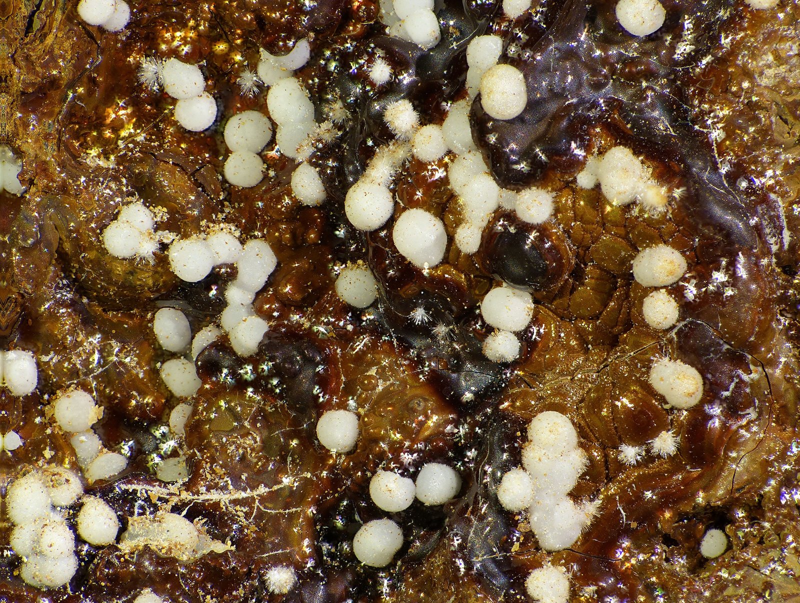 Fluorapatito (variedad carbonato-fluorapatito)
c.v. 15 mm
(Autor: Javier Rodriguez)