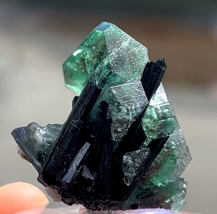 Fluorita, Chorlo
41 mm x 36 mm. Cristal mayor: 16 mm.
(Autor: Carles Millan)