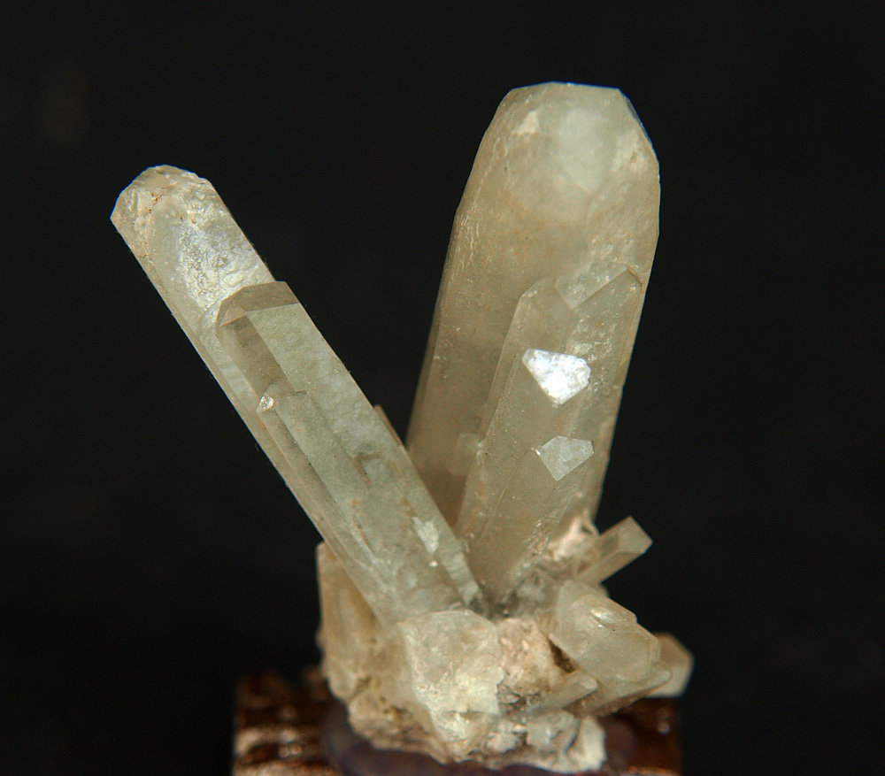 Celestina
3.5 x 2.5 cm
(Autor: Pedro Antonio)