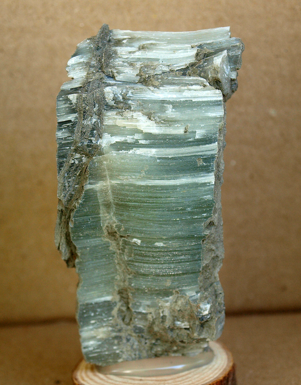 Celestina
7 x 3.5 cm
(Autor: Pedro Antonio)