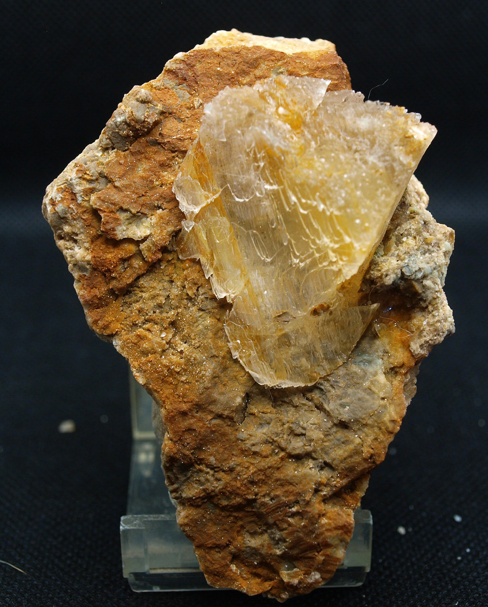 Yeso
9.5 x 6 cm
(Autor: Pedro Antonio)