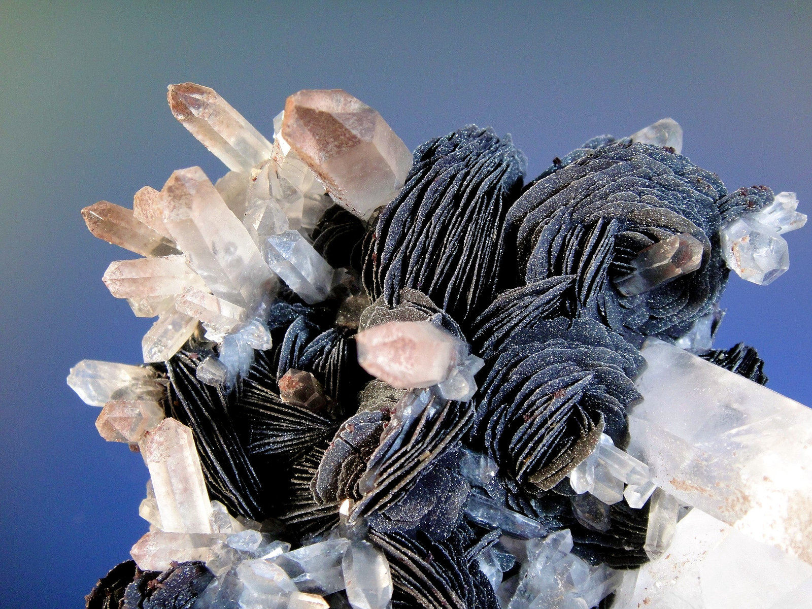 Hematites en Cuarzo
Rosetas de 2 cm.
(Autor: Antonio P. López)