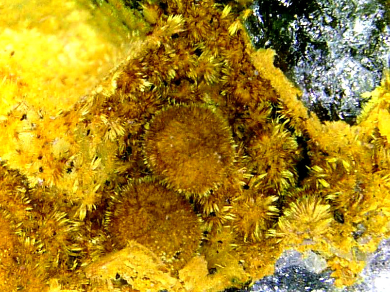 Karibibita
Campo de visión 10 mm.
(Autor: Antonio P. López)