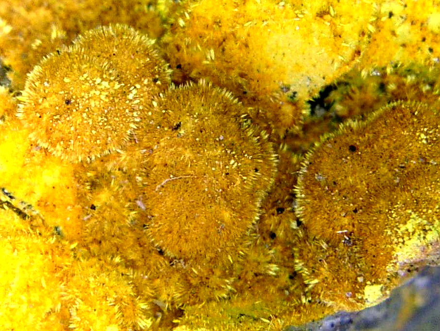 Karibibita
Campo de visión 10 mm.
(Autor: Antonio P. López)
