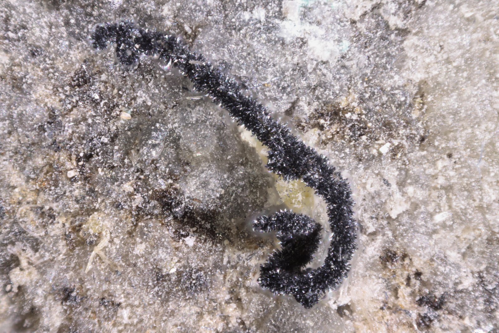 Plata
6 mm
(Autor: Jorgina-Agusti-Màrius)