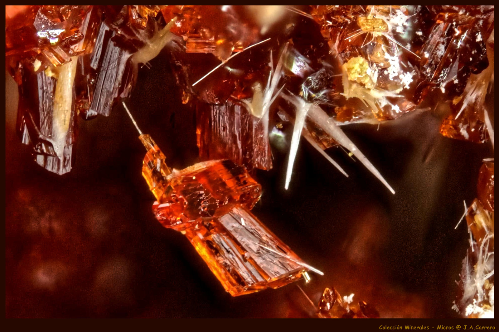 Botriogeno
FoV: 1,2 x 0,8 mm
(Autor: Jose Angel Carrero)