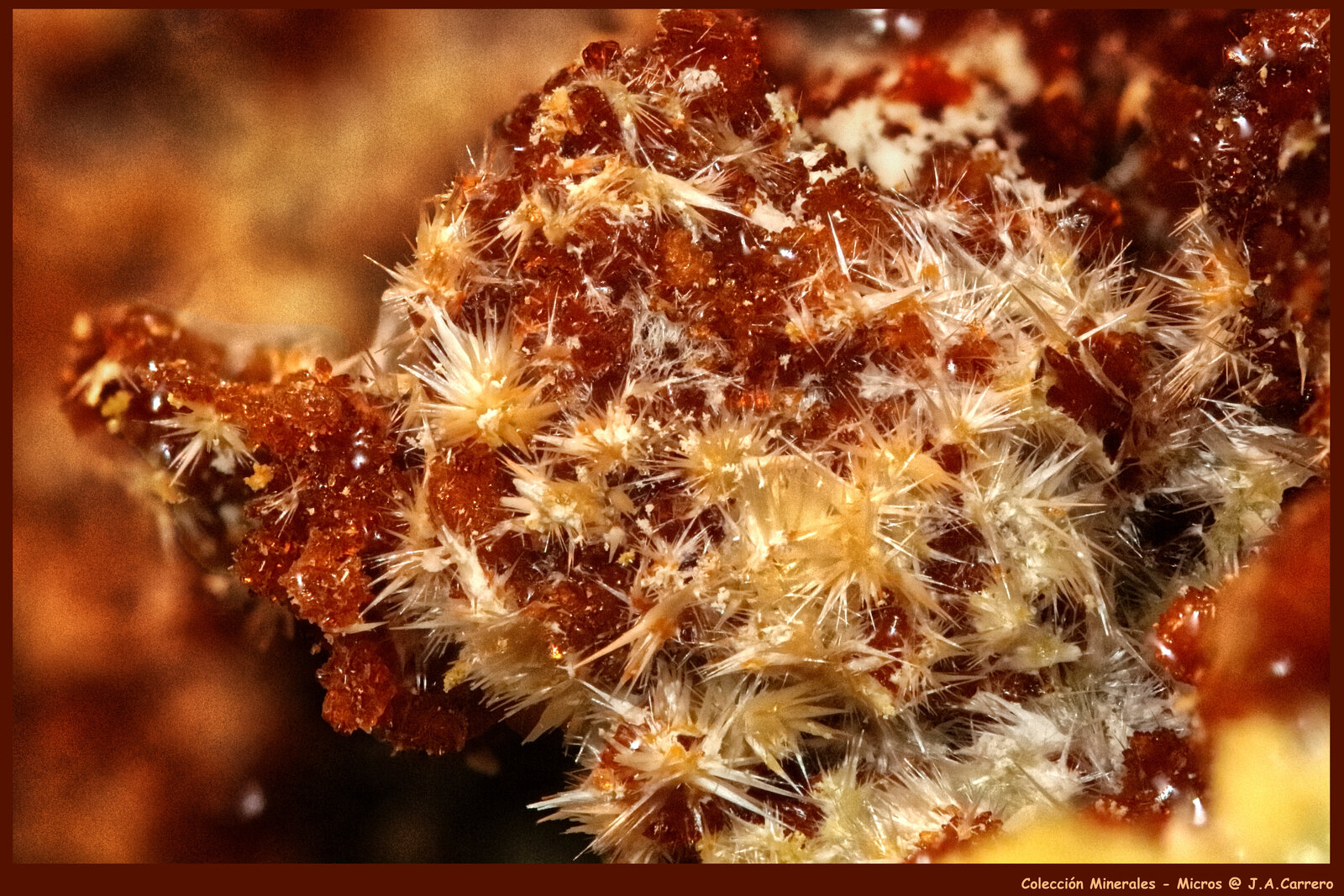 Halotriquita y Botriogeno
FoV: 1,3 x 0,8 mm
(Autor: Jose Angel Carrero)