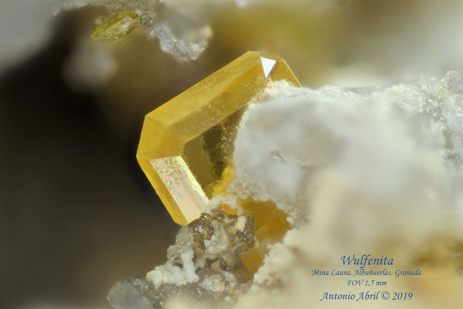 Wulfenita
1.5 mm
(Autor: Antonio Abril)
