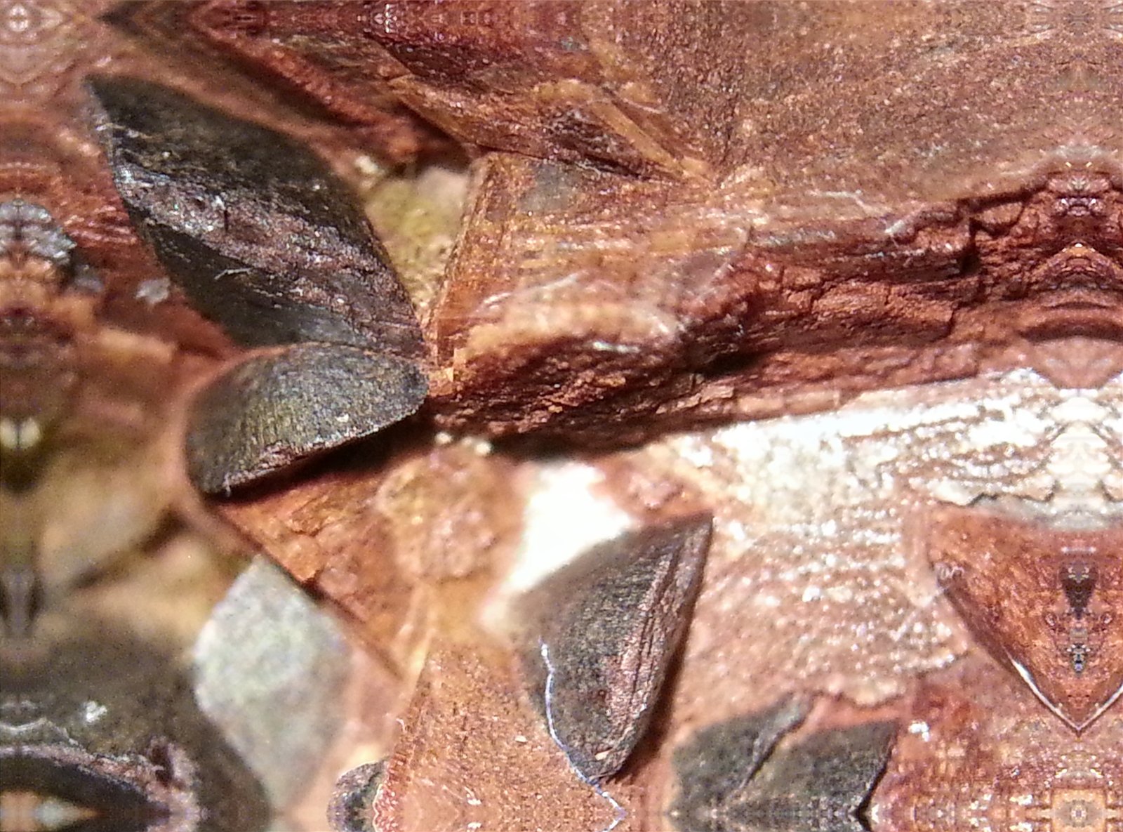 Siderita
macro 20 aumentos de la anterior
(Autor: Javier Rodriguez)
