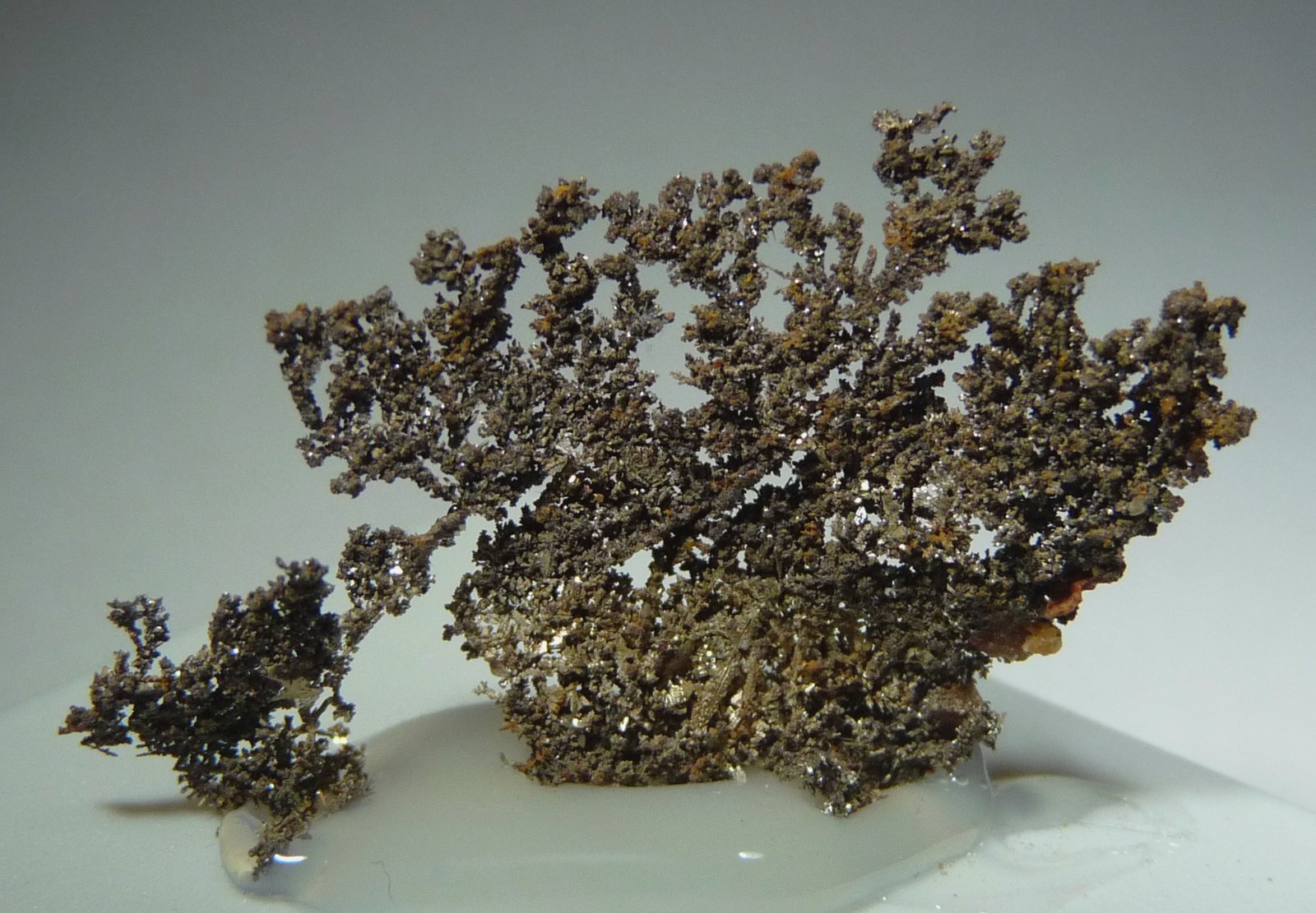 Plata
35x25 mm.
(Autor: Jesus Franquesa Baucells)