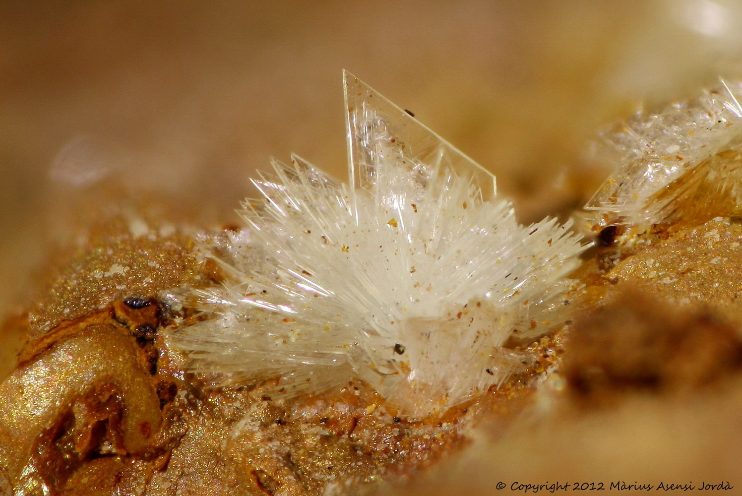 Montgomeryita
2 mm
(Autor: Jorgina-Agusti-Màrius)