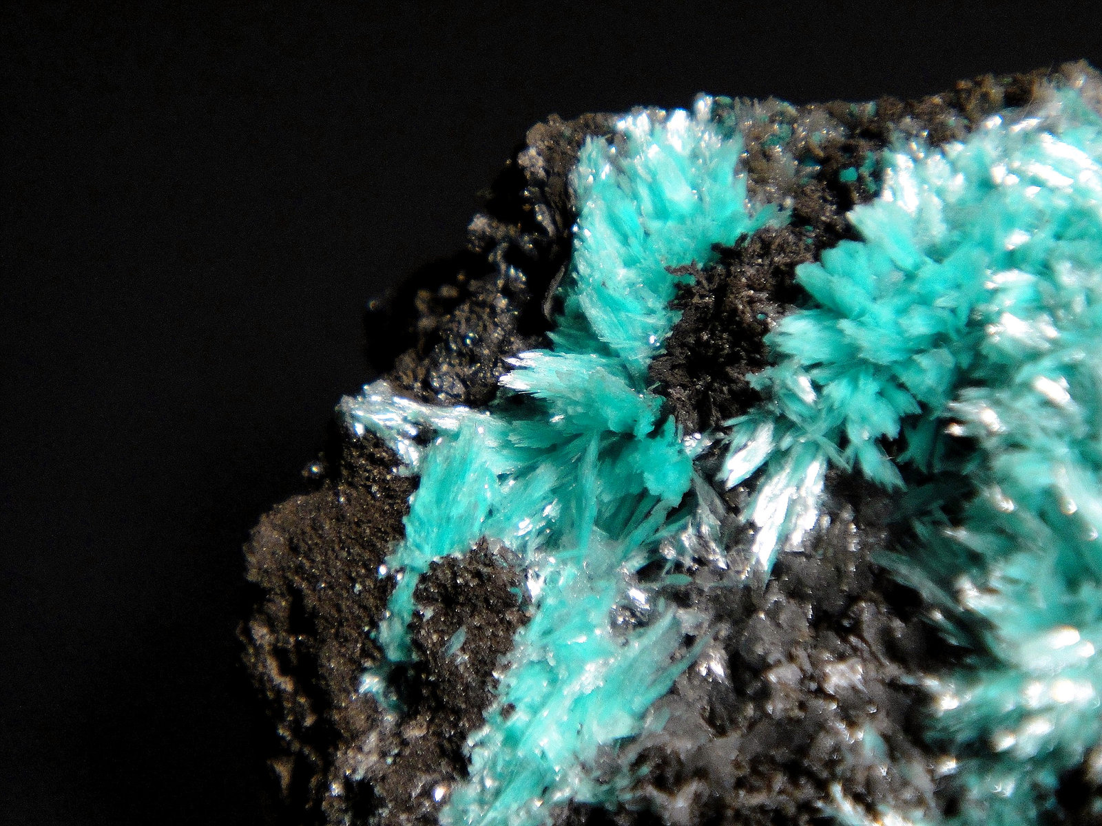 Auricalcita
Campo de visión 1,5 cm.
(Autor: Antonio P. López)