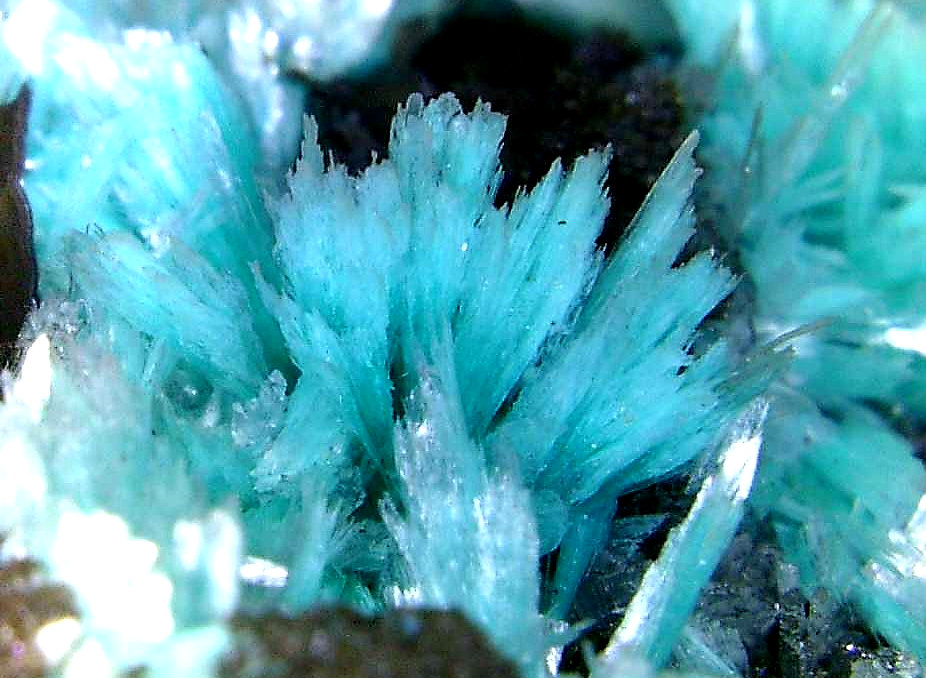 Auricalcita
Campo de visión 5 mm.
(Autor: Antonio P. López)