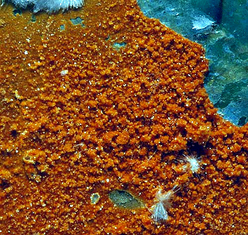 Desautelsita y Artinita
Campo de visión 1 cm.
(Autor: Antonio P. López)
