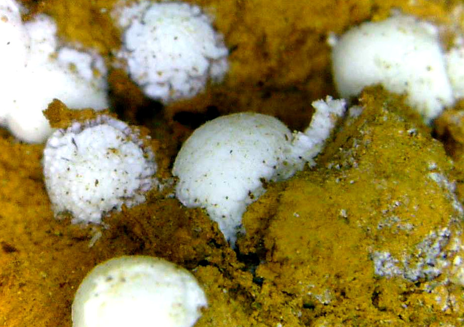Hidrozincita
Campo de visión 3 mm.
(Autor: Antonio P. López)