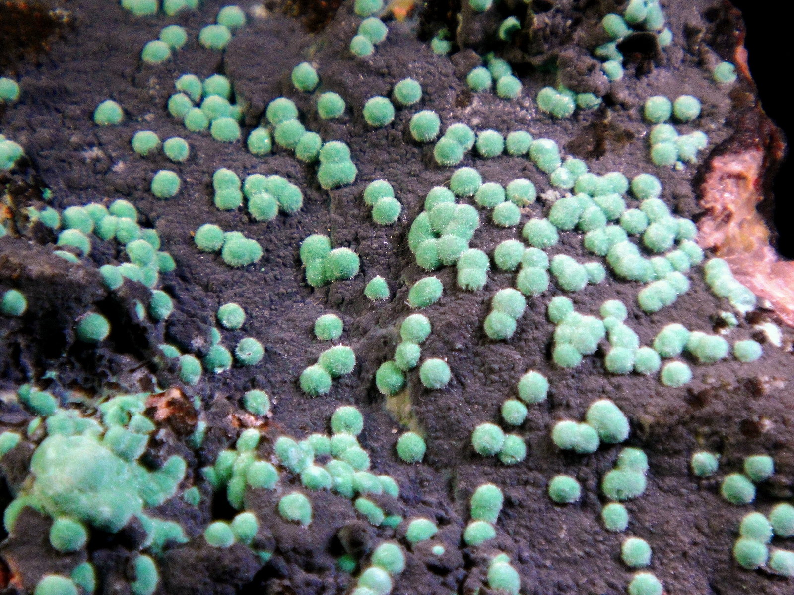 Aurichalcita (Auricalcita)
Campo de visión 4 cm.
(Autor: Antonio P. López)