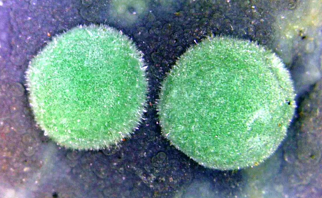 Aurichalcita (Auricalcita)
Campo de visión 6 mm.
(Autor: Antonio P. López)