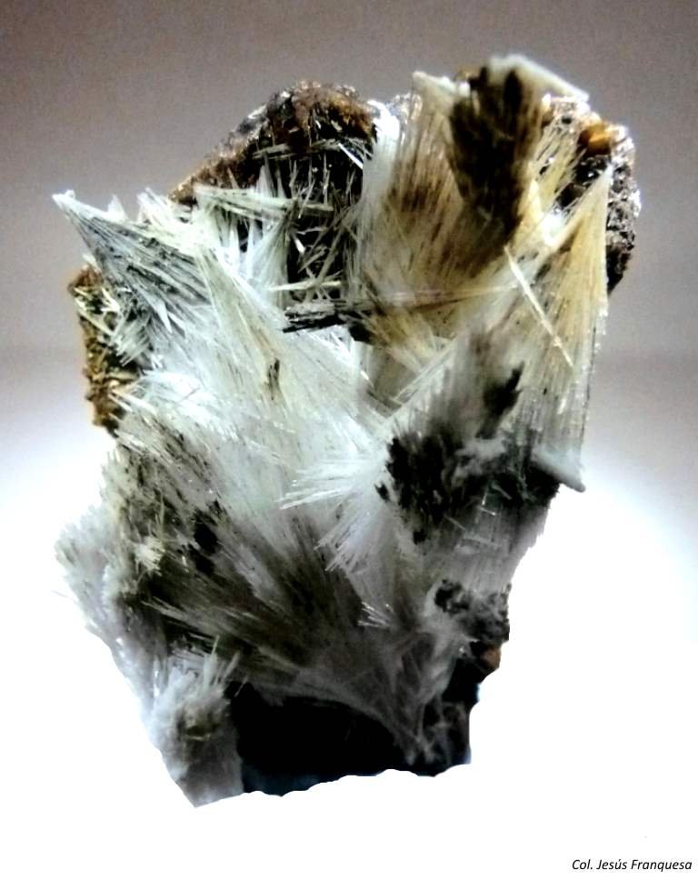 Celestina.
60x35 mm.
(Autor: Jesus Franquesa Baucells)