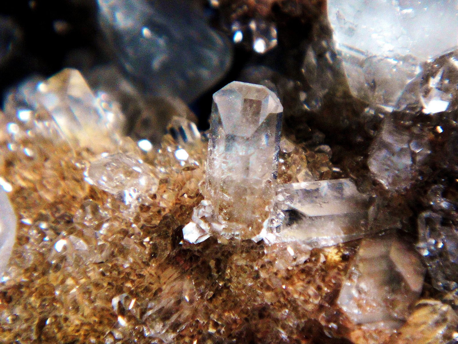 Celestina
Campo de visión 3 cm.
(Autor: Antonio P. López)