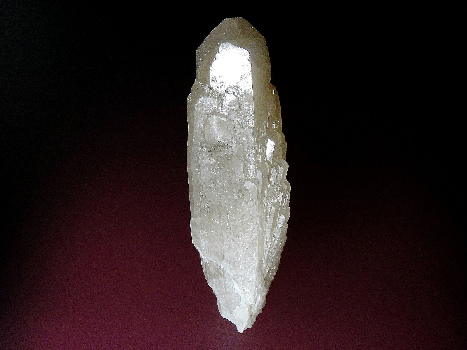 Celestina
10 x 4 cm.
(Autor: Antonio P. López)