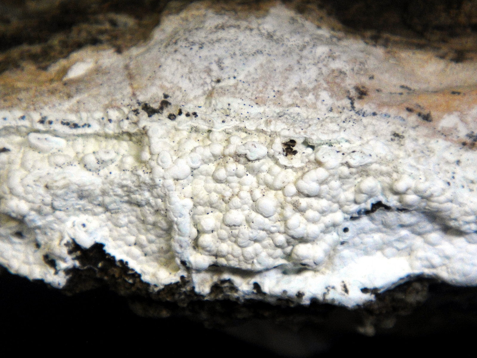 Glaucocerinita
8 x 4 cm.
(Autor: Antonio P. López)