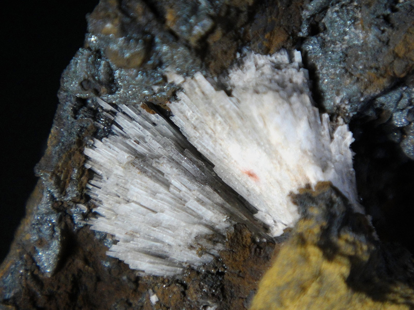 Celestina
Campo de visión 4 cm.
(Autor: Antonio P. López)