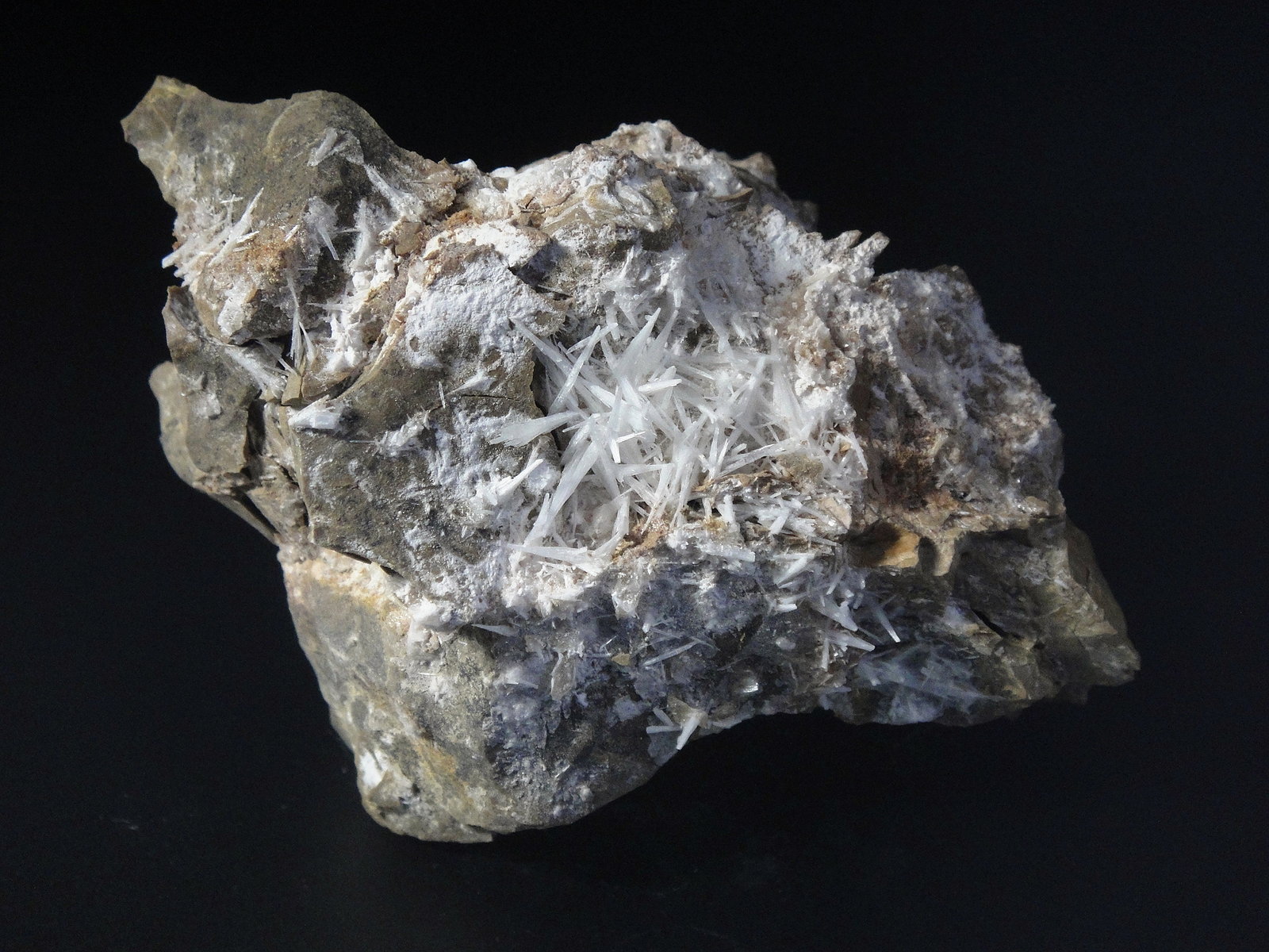 Celestina
8 x 4 cm.
(Autor: Antonio P. López)