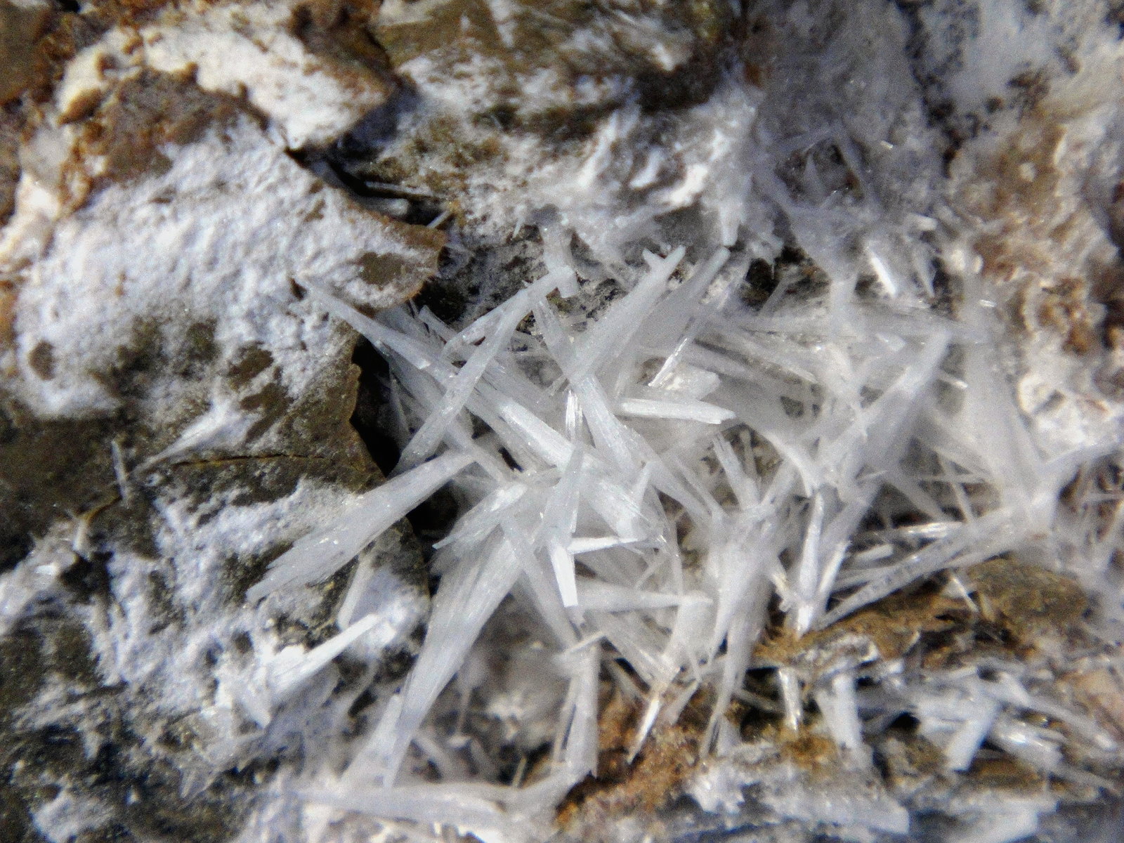 Celestina
Campo de visión 4 cm.
(Autor: Antonio P. López)