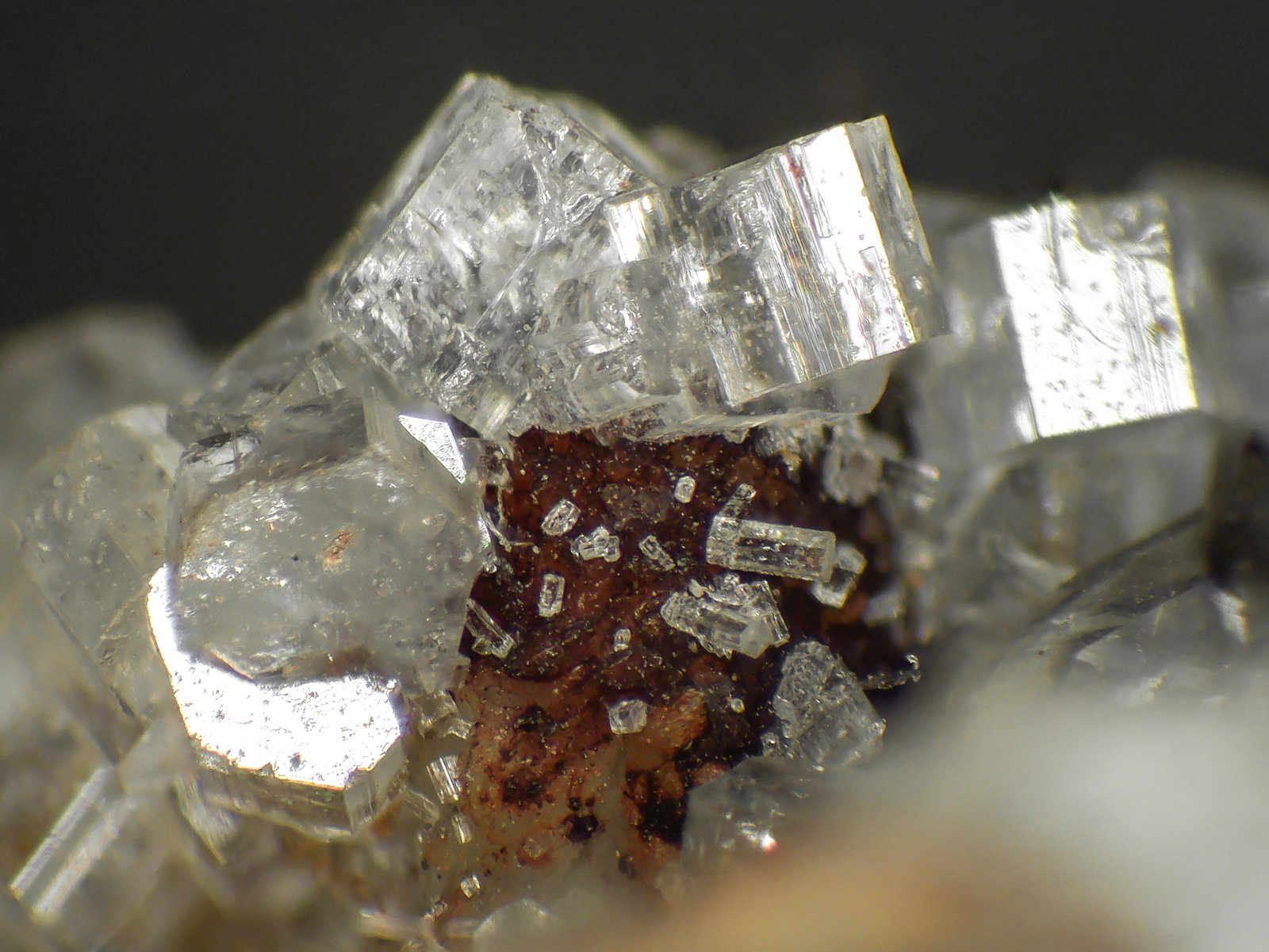 Caracolita
Campo de visión 6 mm.
(Autor: Antonio P. López)