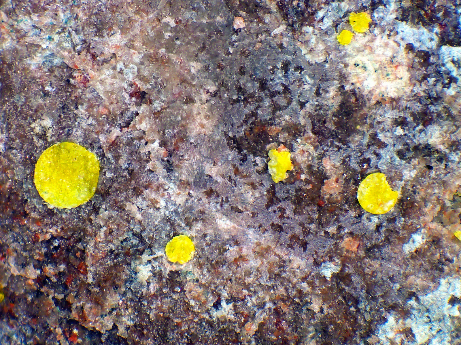 Calcurmolita
Glóbulo mayor 1 mm.
(Autor: Antonio P. López)
