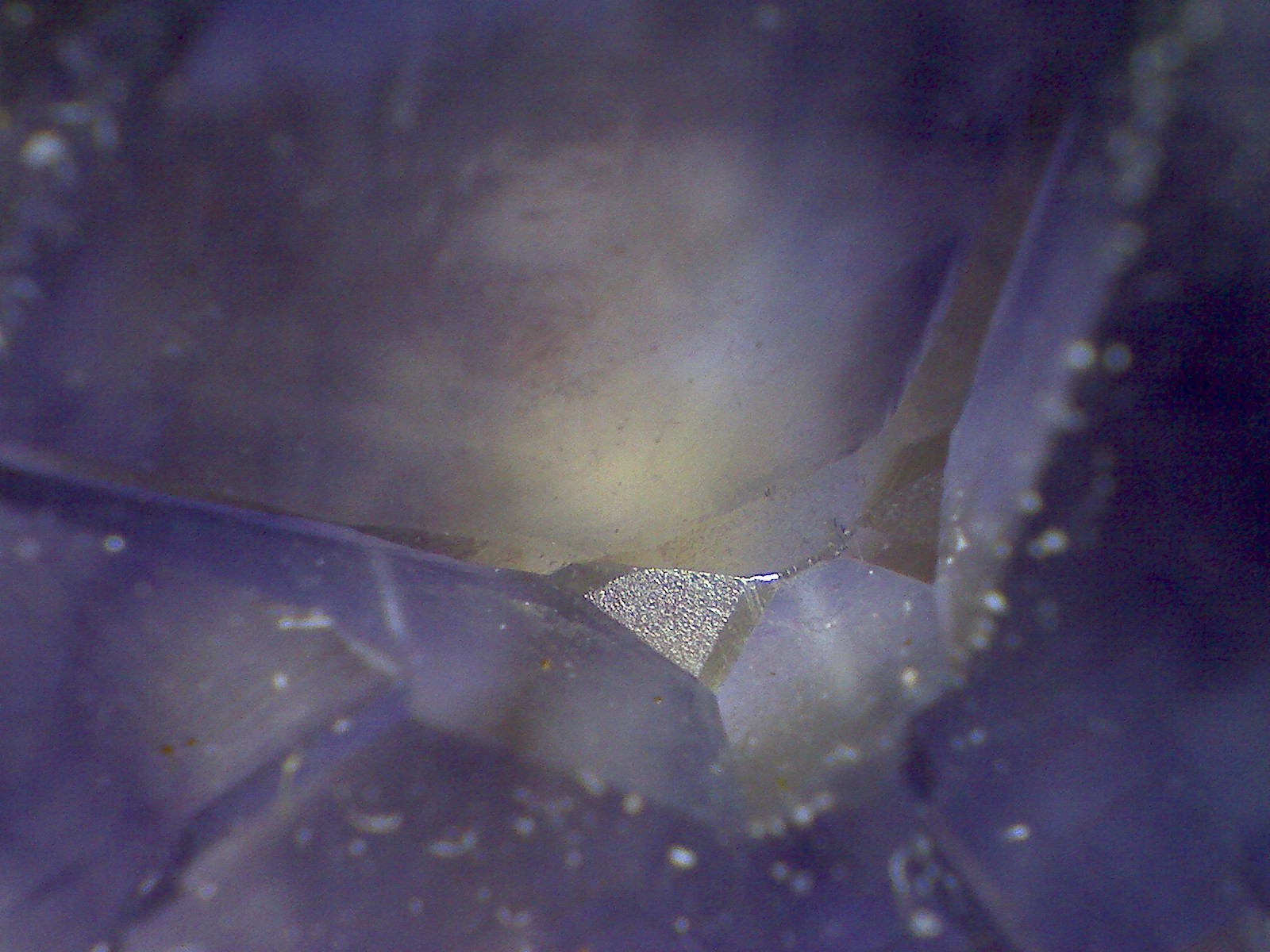 Fluorita
60X
(Autor: prcantos)