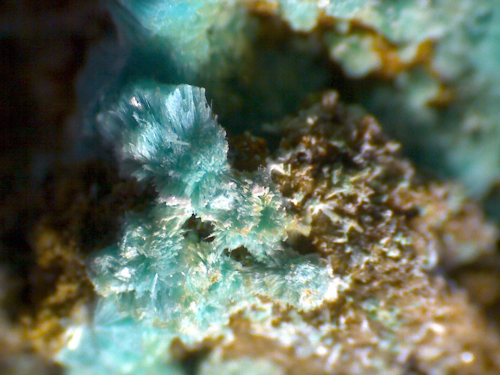 Auricalcita
60X
(Autor: prcantos)