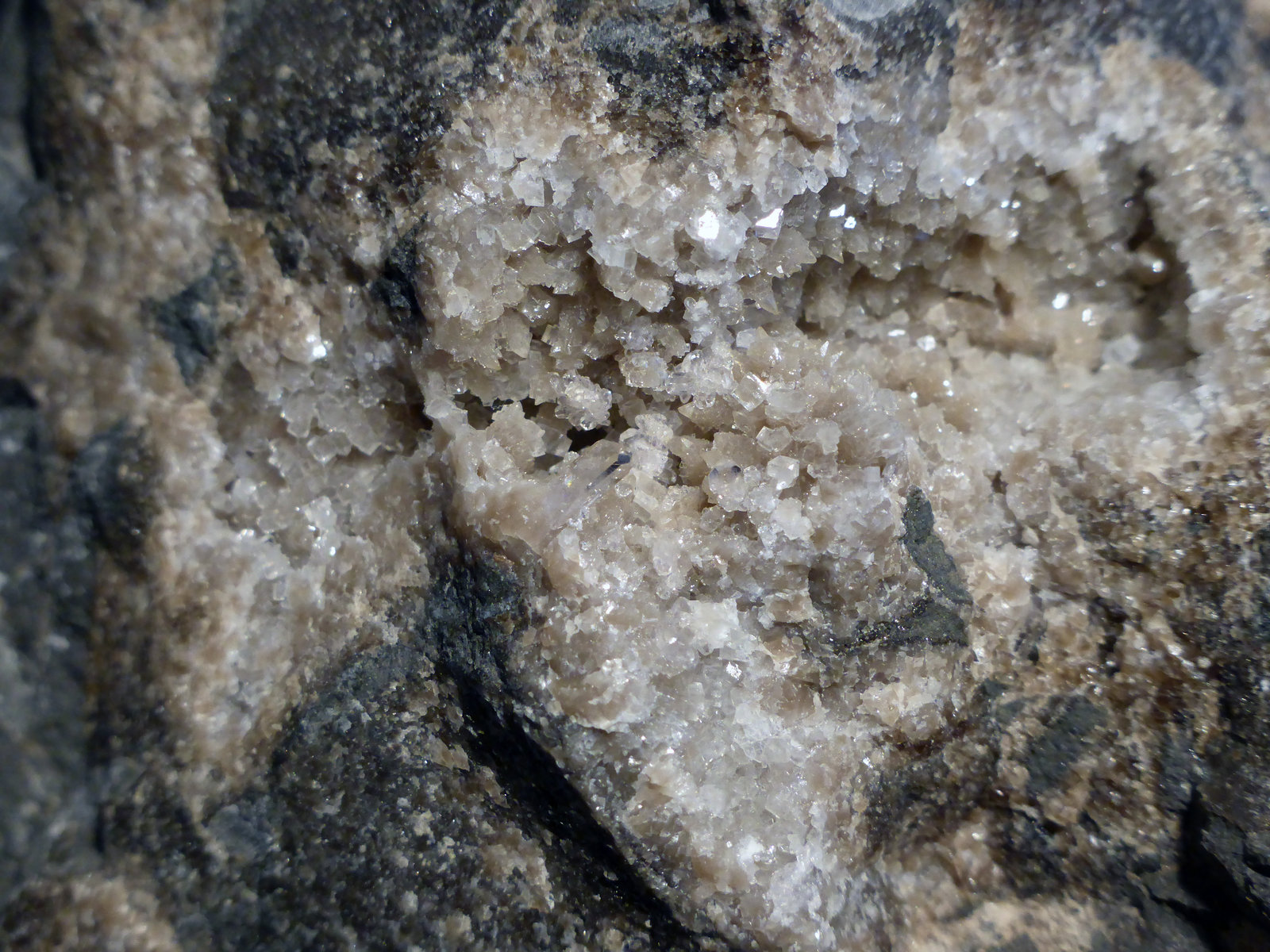 Celestina
8x7 cm
(Autor: Ander Ispizua Juan)
