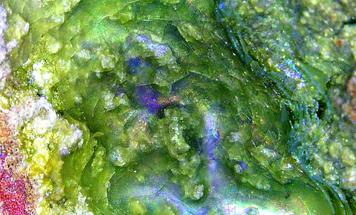 Calcioferrita
Campo de visión 2 cm.
(Autor: Antonio P. López)