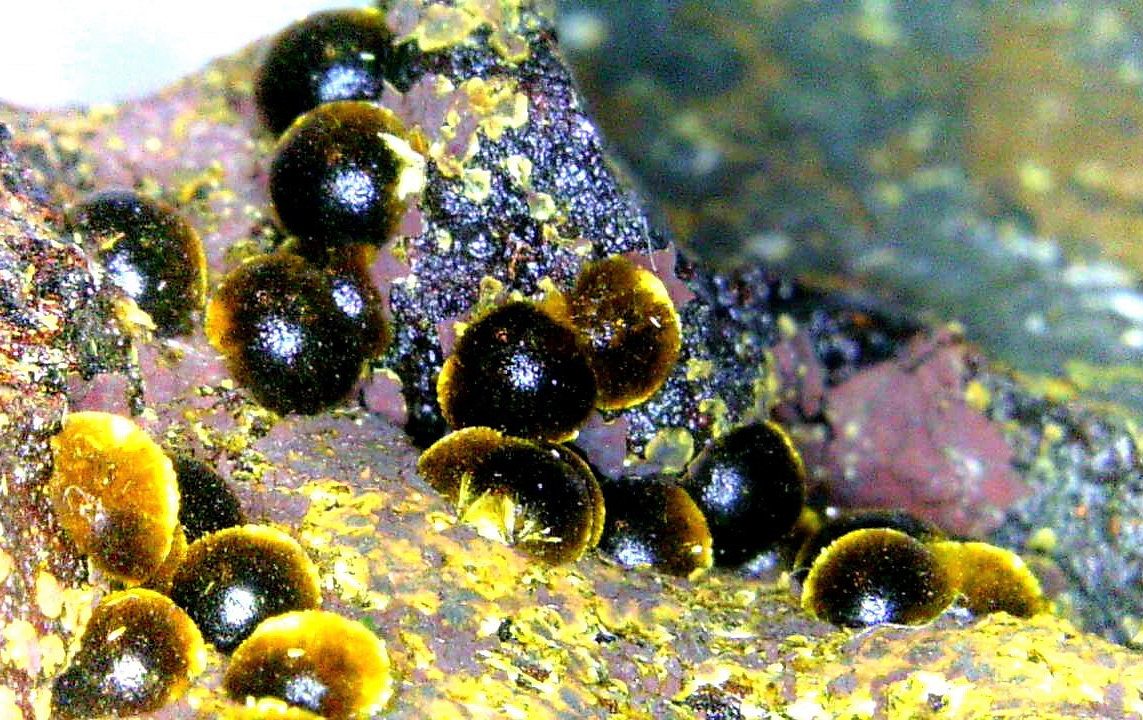 Cacoxenita
Campo de visión 8 mm.
(Autor: Antonio P. López)