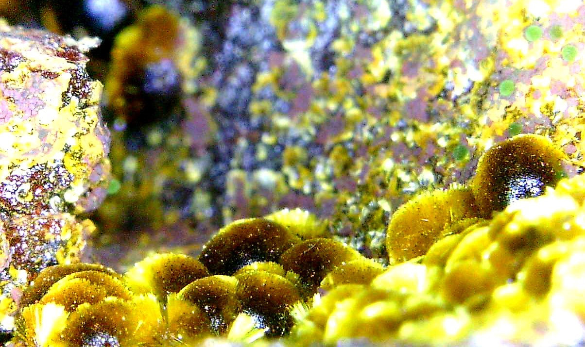 Cacoxenita
Campo de visión 5,6 mm.
(Autor: Antonio P. López)