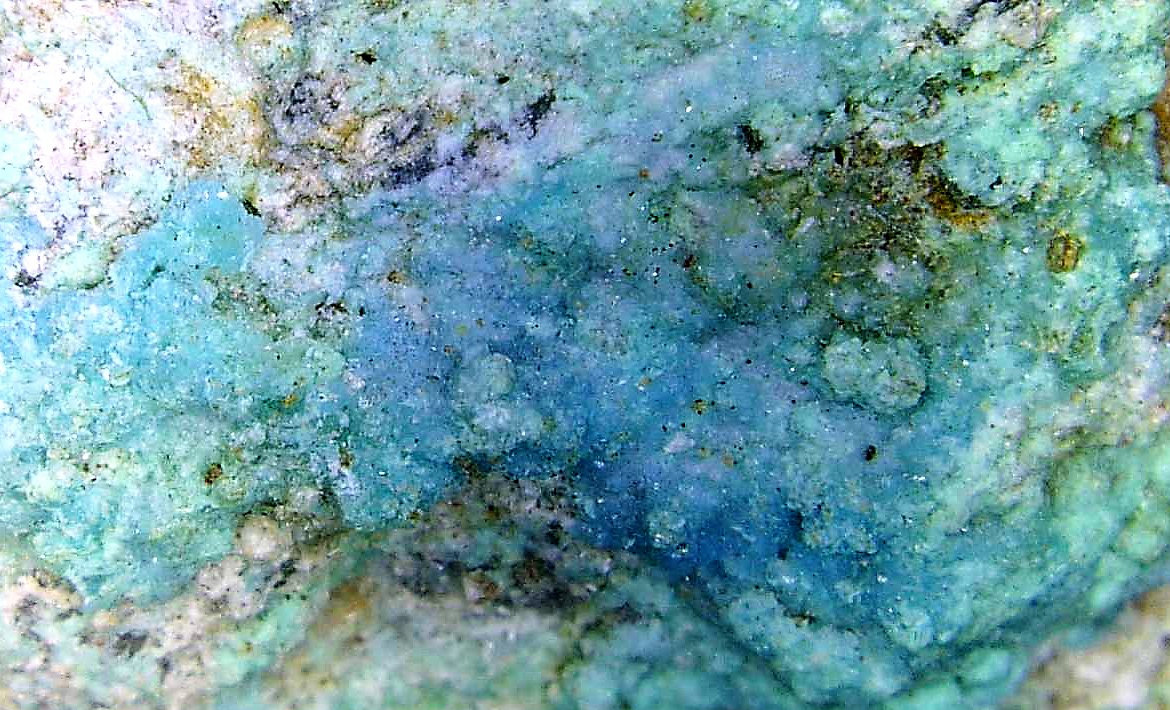 Zapatalita
Campo de visión 1 cm.
(Autor: Antonio P. López)
