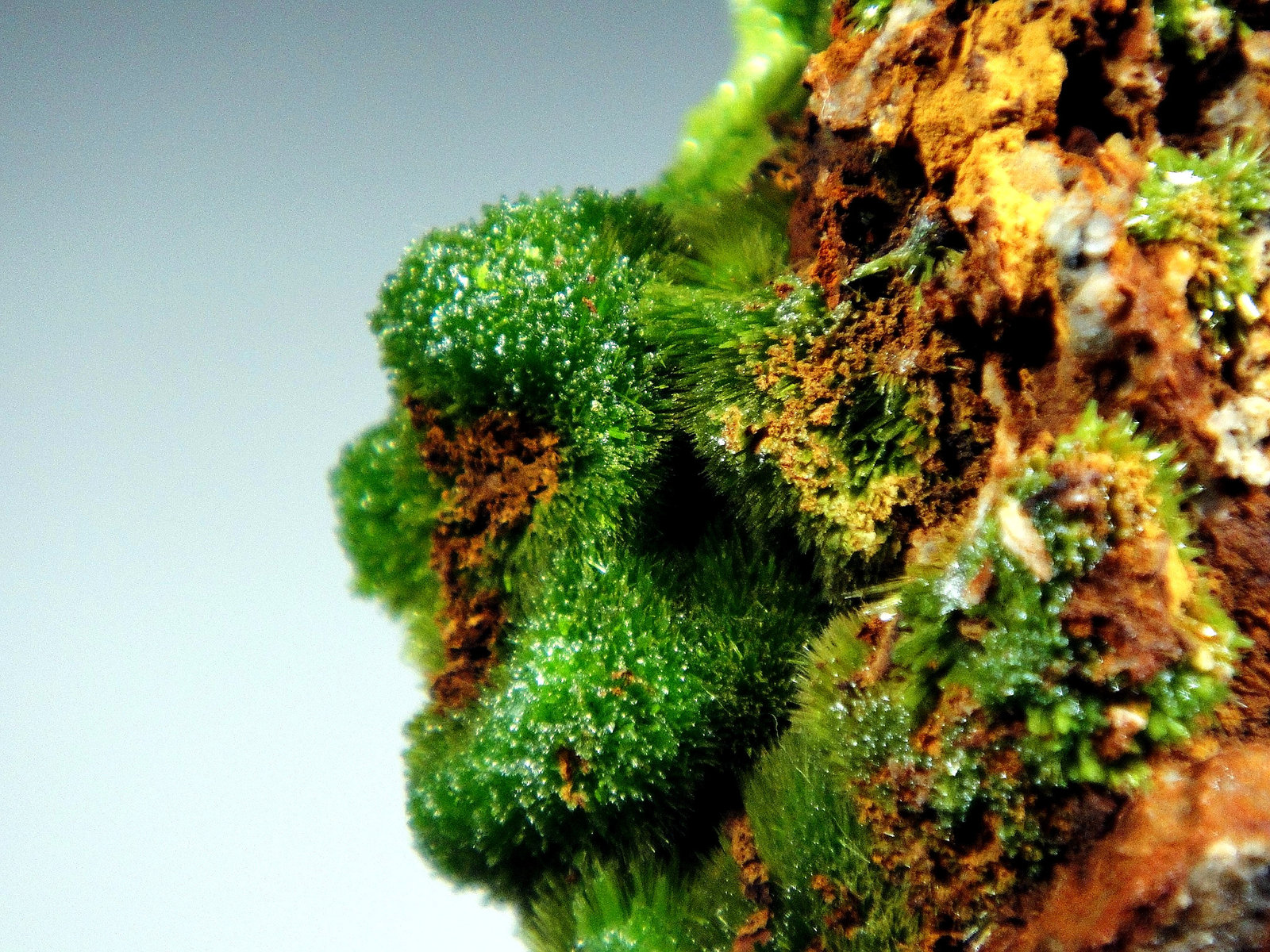Piromorfita
Campo de visión 3 cm.
(Autor: Antonio P. López)
