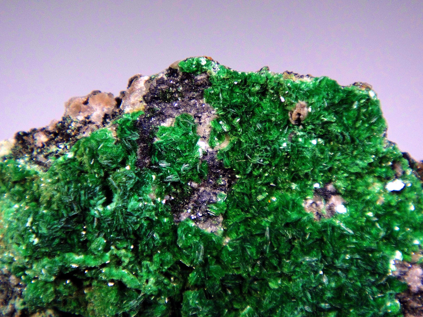 Torbernita
Campo de visión 4 cm.
(Autor: Antonio P. López)