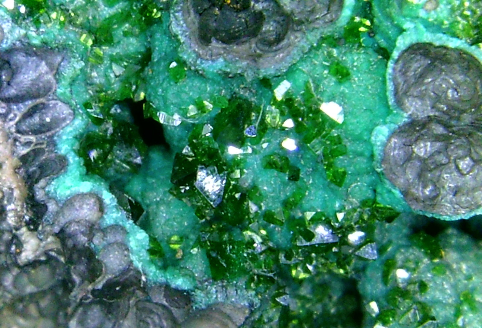 Pseudomalaquita, Libethenita
Campo de visión 2 cm.
(Autor: Antonio P. López)