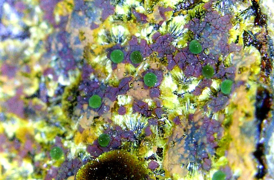 Calcosiderita
Campo de visión 3,5 mm.
(Autor: Antonio P. López)