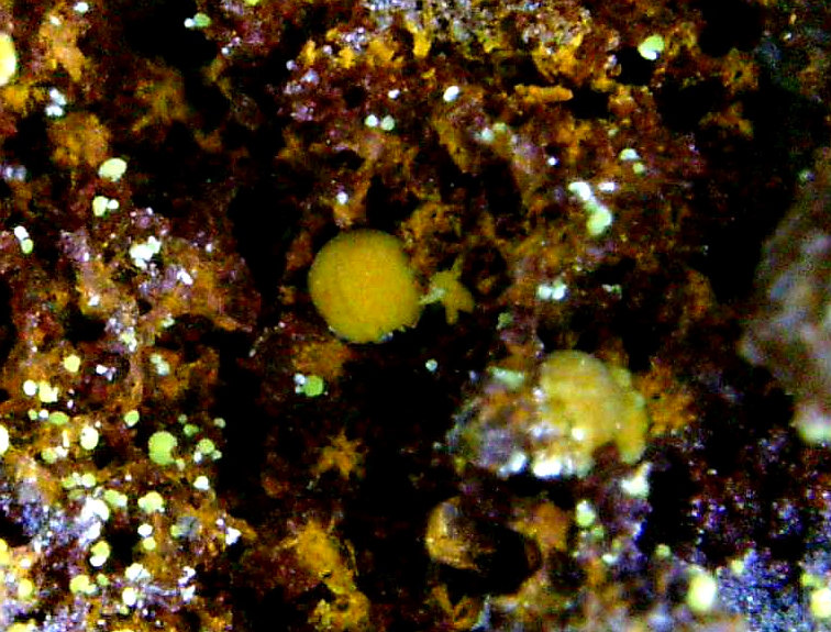 Meurigita-K
Campo de visión 2 mm.
(Autor: Antonio P. López)