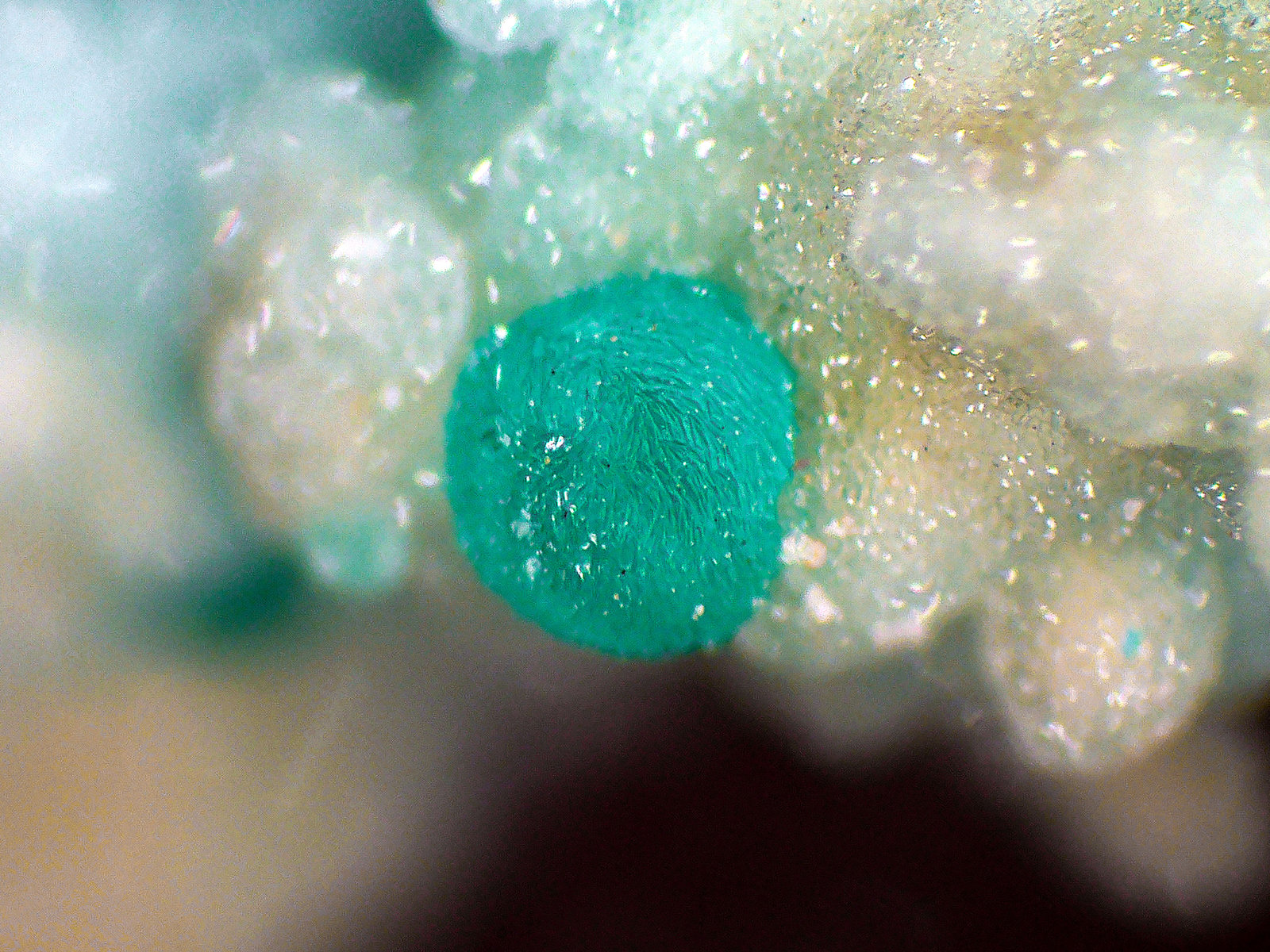Cuprodongchuanita
Campo de visión 2 mm.
(Autor: Antonio P. López)