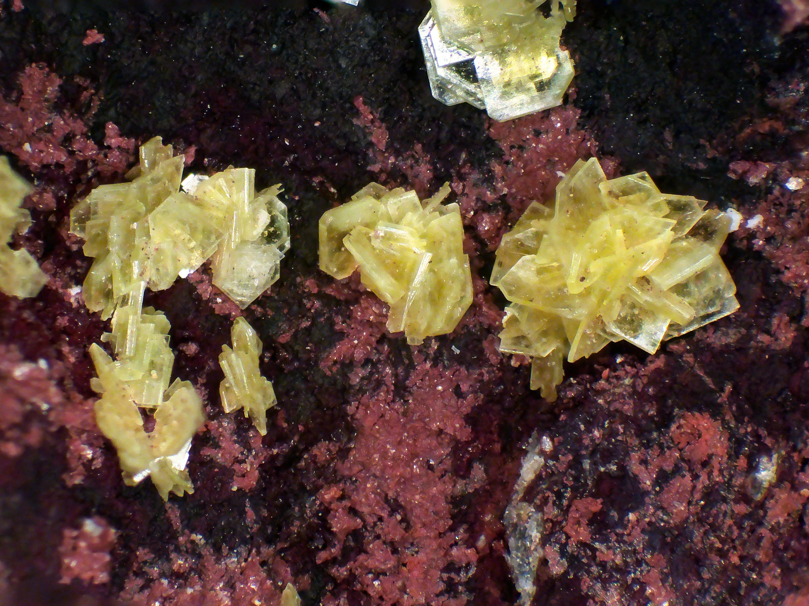 Saléeita
Campo de visión 4 mm.
(Autor: Antonio P. López)
