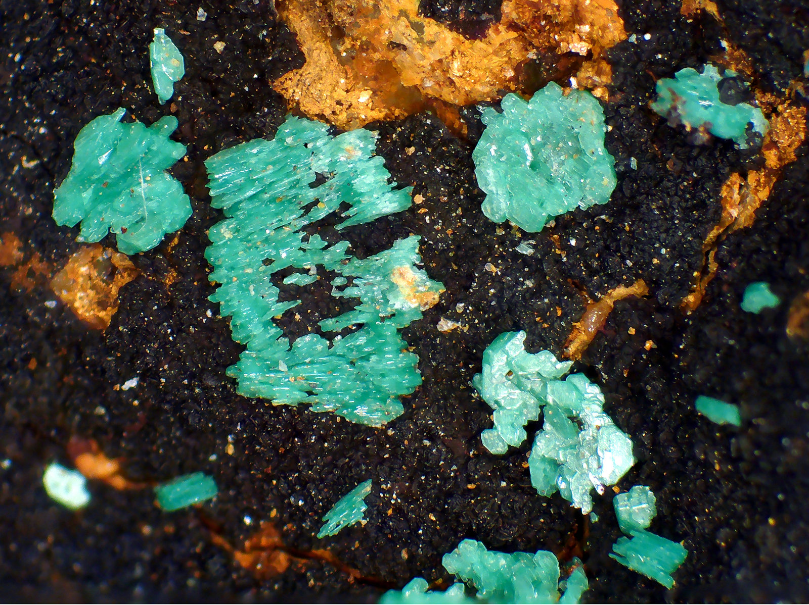 Metatorbernita (variedad metatorbernita arsenical)
Campo de visión 6,7 mm.
(Autor: Antonio P. López)