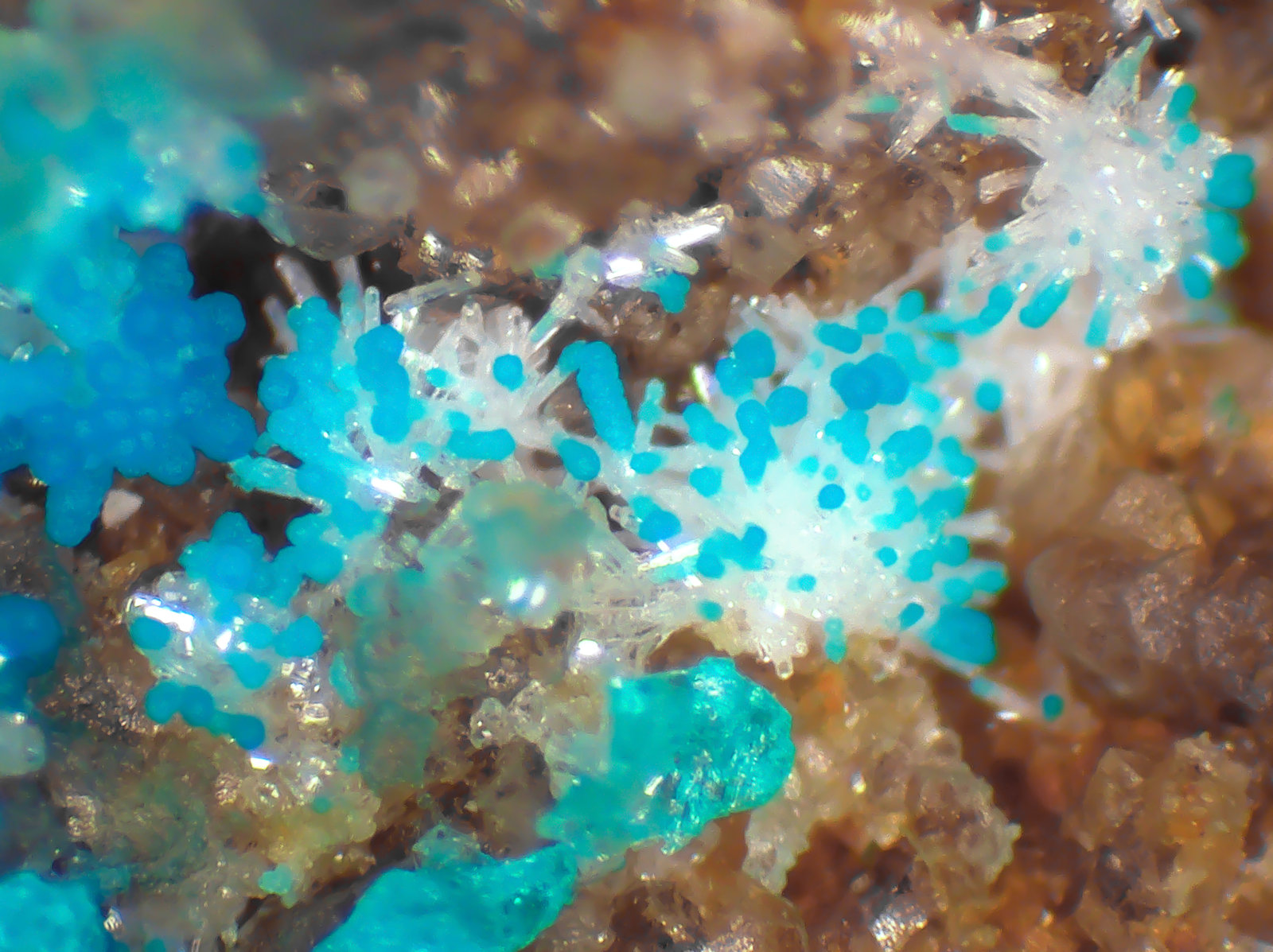 Pseudomalaquita, Veszelyita, Piromorfita
Campo de visión 2 mm.
(Autor: Antonio P. López)