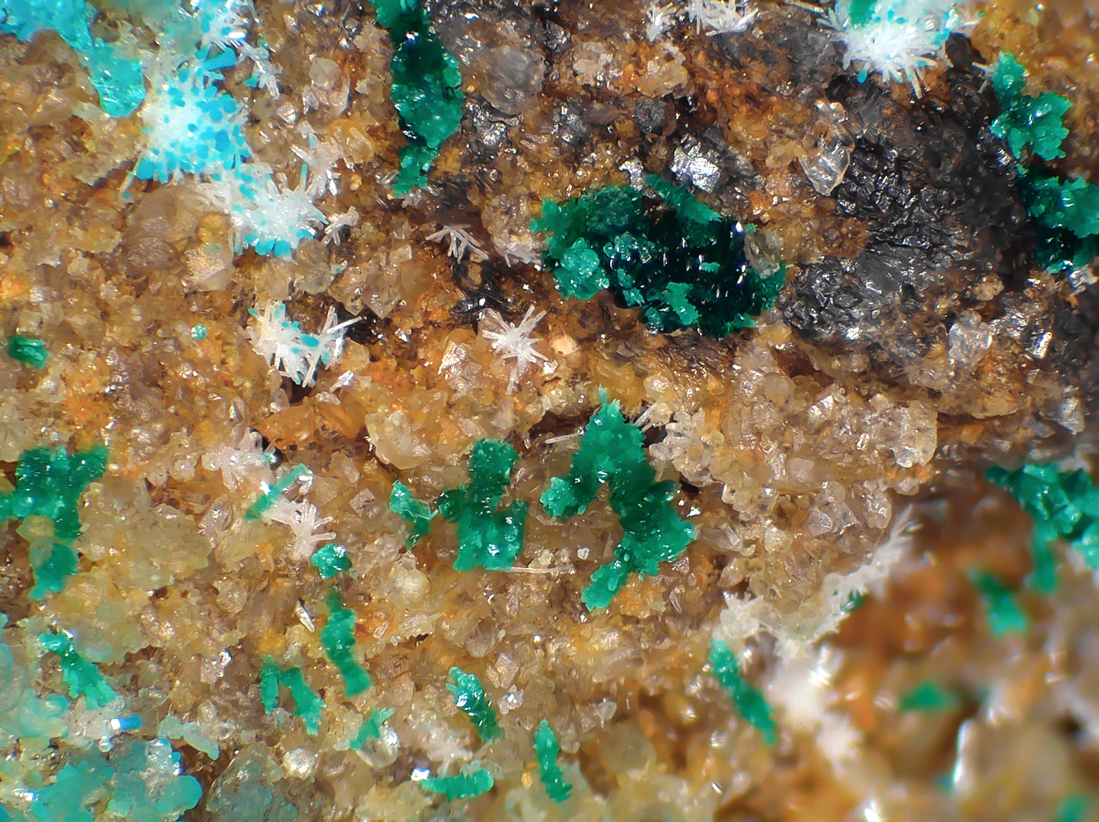 Kipushita, Pseudomalaquita, Veszelyita, Piromorfita
Campo de visión 5,2 mm.
(Autor: Antonio P. López)