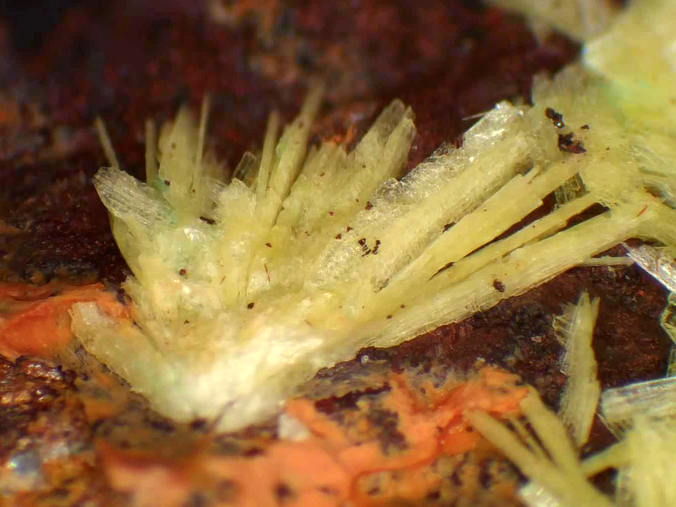 Sabugalita
Campo de visión 4 mm.
(Autor: Antonio P. López)
