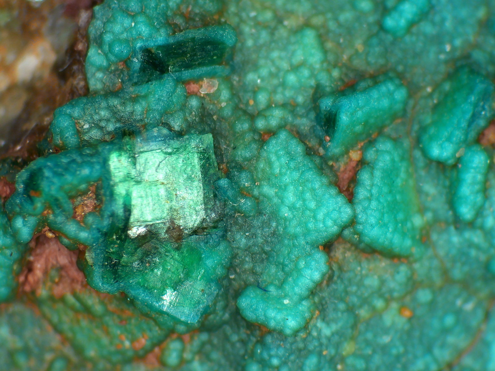 Metatorbernita, Turquesa
Campo de visión 9 mm.
(Autor: Antonio P. López)