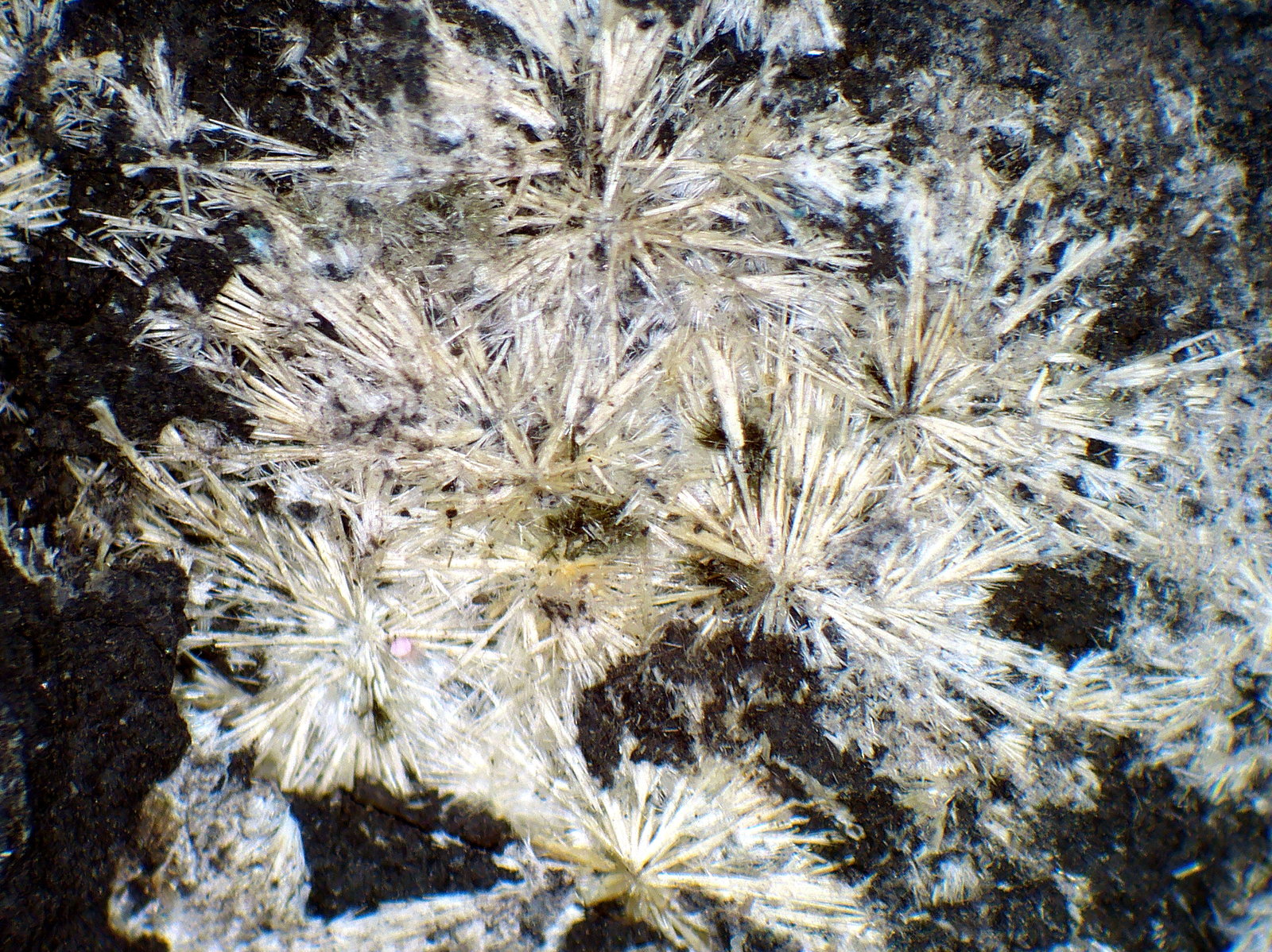 Ferristrunzita
Campo de visión 5 mm.
(Autor: Antonio P. López)
